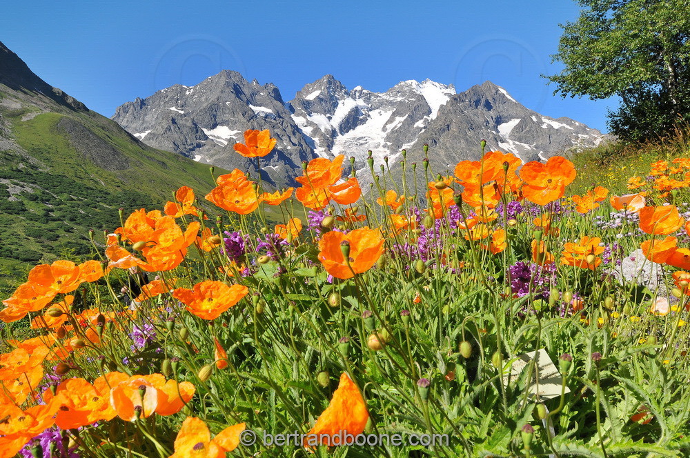 Jardin alpin du Lautaret (05)