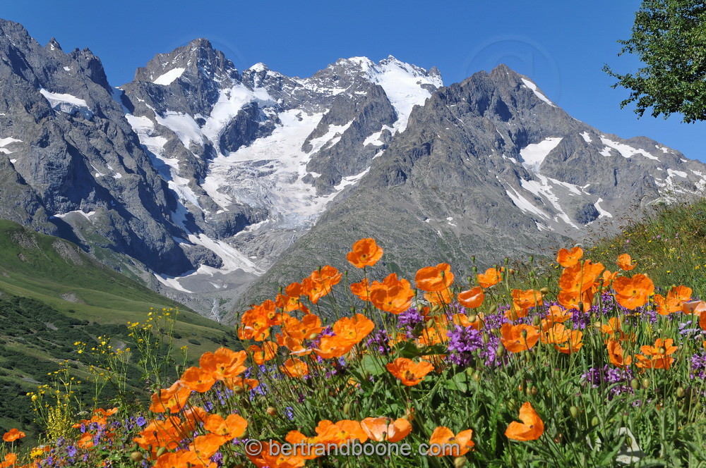 Jardin alpin du Lautaret (05)