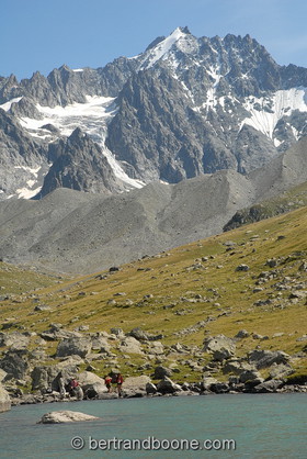 les agneaux