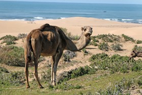 Maroc