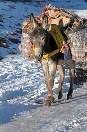 Maroc