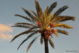 Tunisie