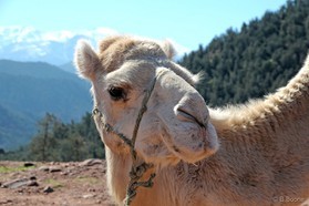 Oukaïmeden - Maroc